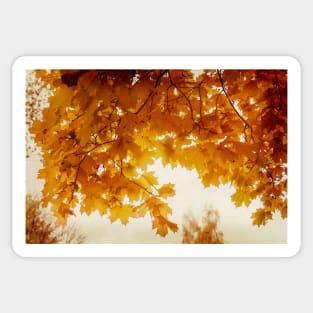 Dark yellow maple leaves in autumn season Sticker